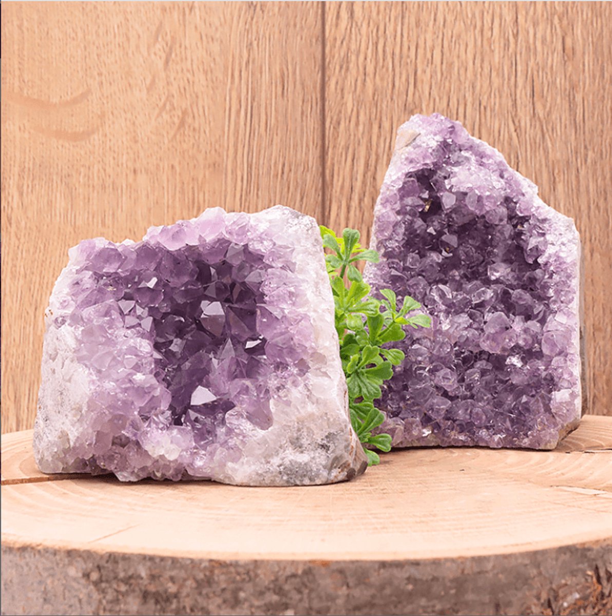 Amethist Geode Uruguay – Ruwe Rand – A+ Kwaliteit 500–700 g