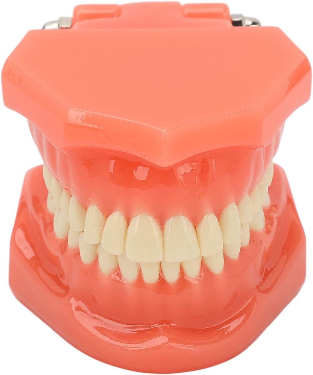Dental Model, Dental Study Teeth Model, Demonstration Dental Teaching Model Dental Model, Dental Model Compatible For - ShopVlot