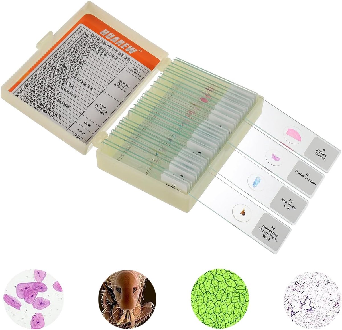 Microscoop glaasjes 30 stuks - hoge transparantie - veilig voor kinderen - voor biologisch onderzoek - ShopVlot