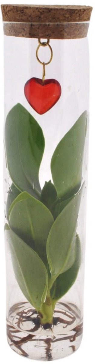 Mix In Tube Glas + Jewel (hartje) - Ø7cm - 15cm
