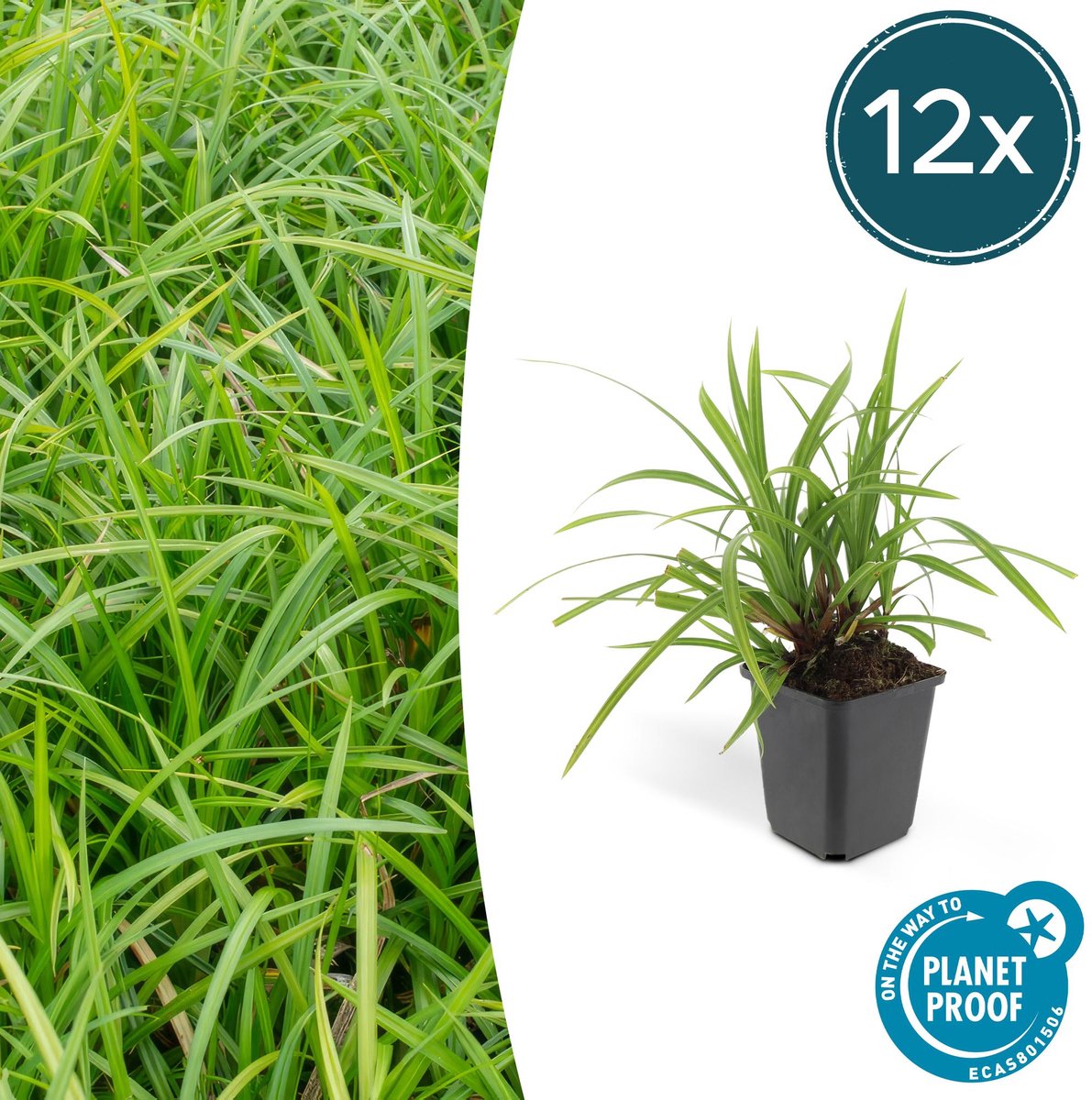 12x Carex morrowii 'Irish Green' - 10-25cm - Ø9cm