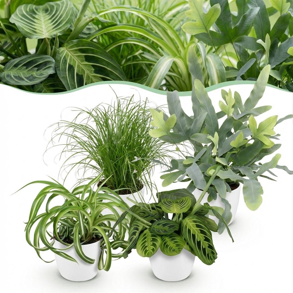 Kamerplant - Chlorophytum - Cyperus - Phlebodium - Marantha - Mix van 4 - Huisdiervriendelijke Planten - Groen - 4 Planten - met Potter Wit - Pot 12cm - Hoogte 25cm