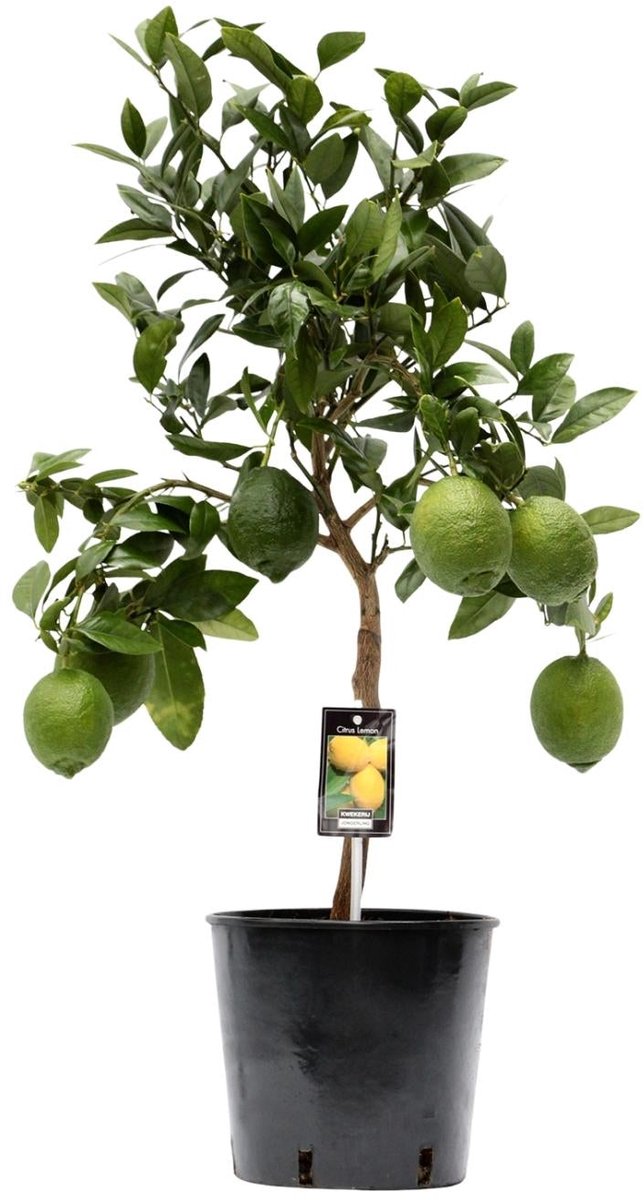 Citrus Lemon - Ø22cm - 80cm