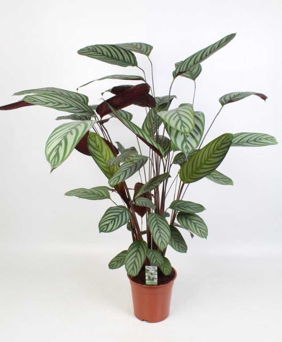 Ctenanthe Oppenheimiana - Ø21cm - 100cm