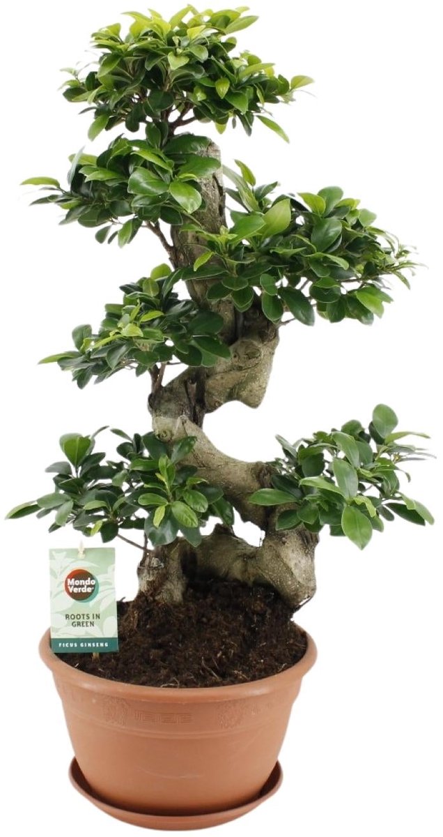 Ficus Ginseng - Ø27cm - 70cm