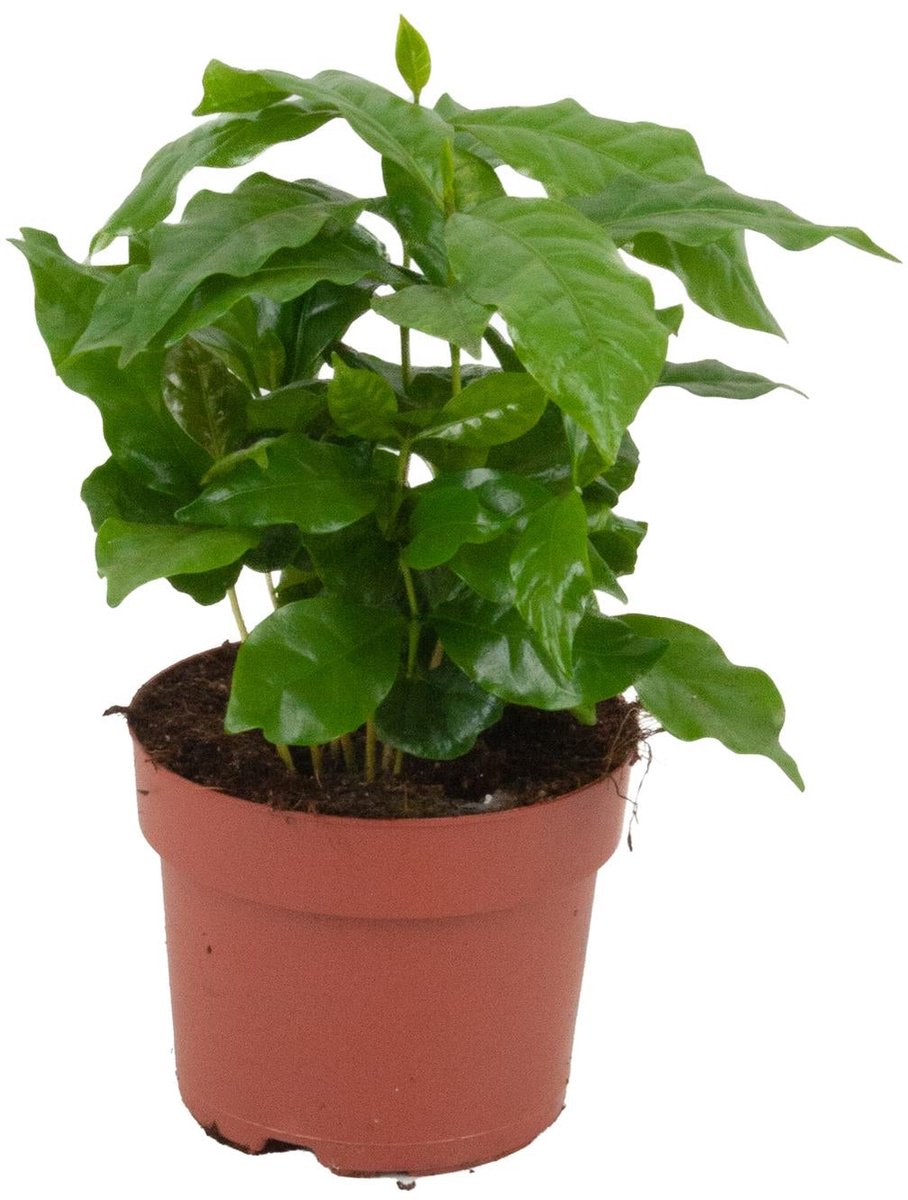 Coffea Arabica - Ø 12 cm - Hoogte: 20 - 25 cm