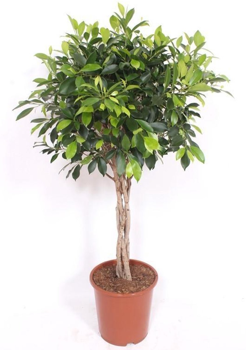 Ficus Nitida gevlochten stam - 100 cm