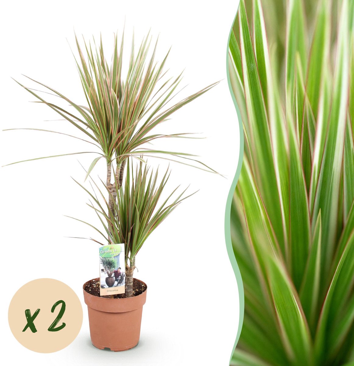 Green is... Kamerplanten - Dracaena Marginata Bicolor - Drakenbloedboom - Weinig onderhoud - Groen - 2 Planten - Pot 17cm - Hoogte 70-75cm