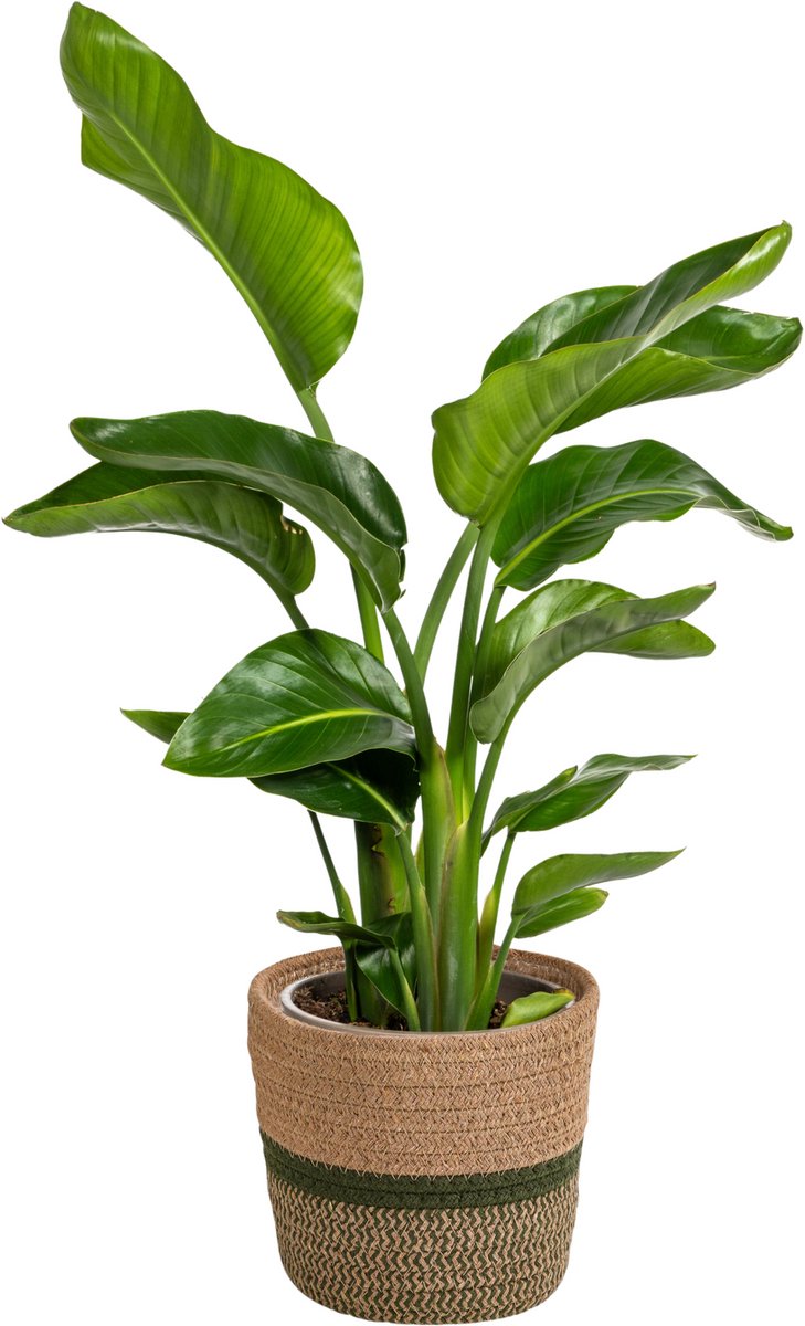 Strelitzia Nicolai met mand Ø21cm - 90 - 110cm