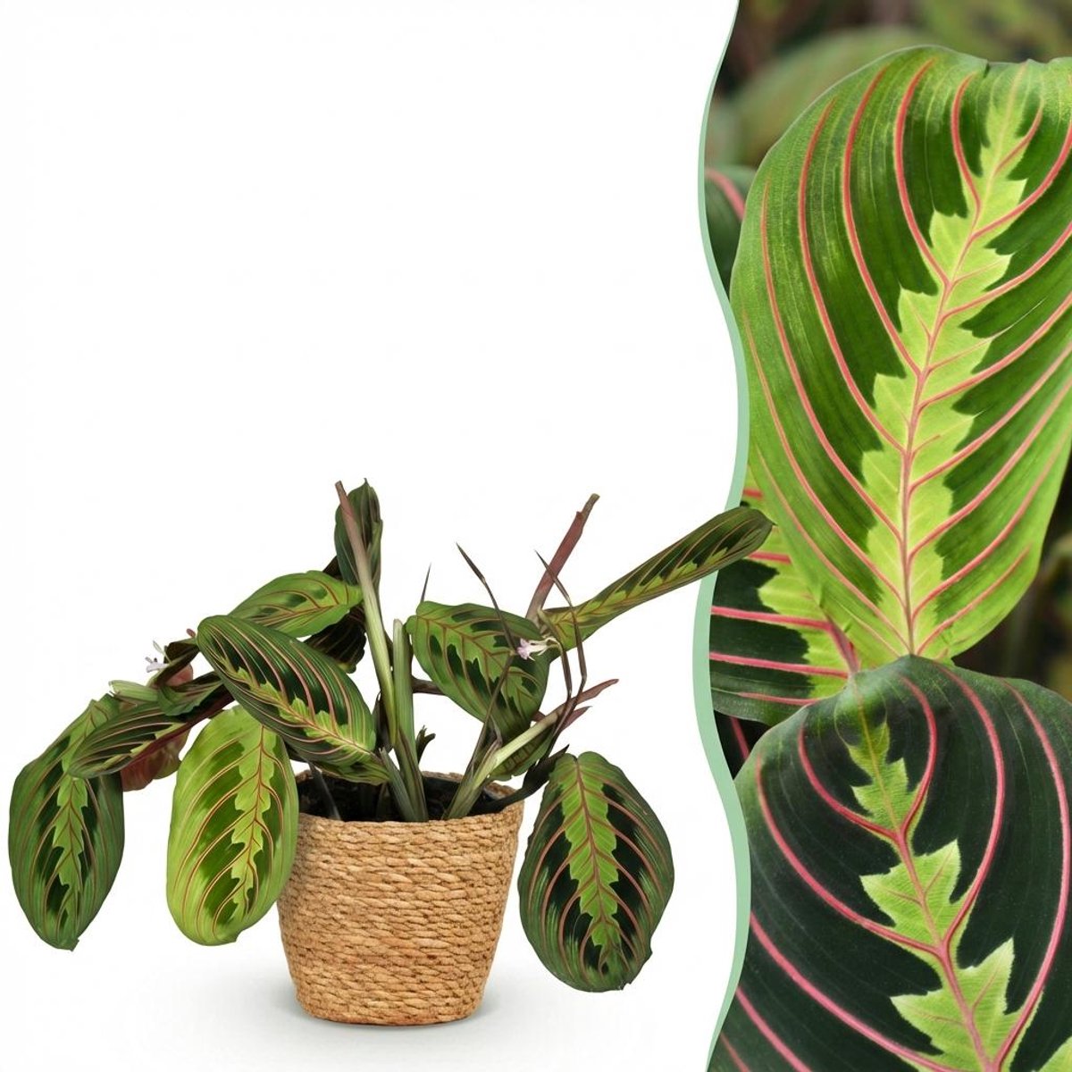 Kamerplant - Maranta Fascinator Tricolour - Gebedsplant - Huisdiervriendelijke Plant - Groen - 1 Plant - met Mand - Pot 12cm - Hoogte 25cm