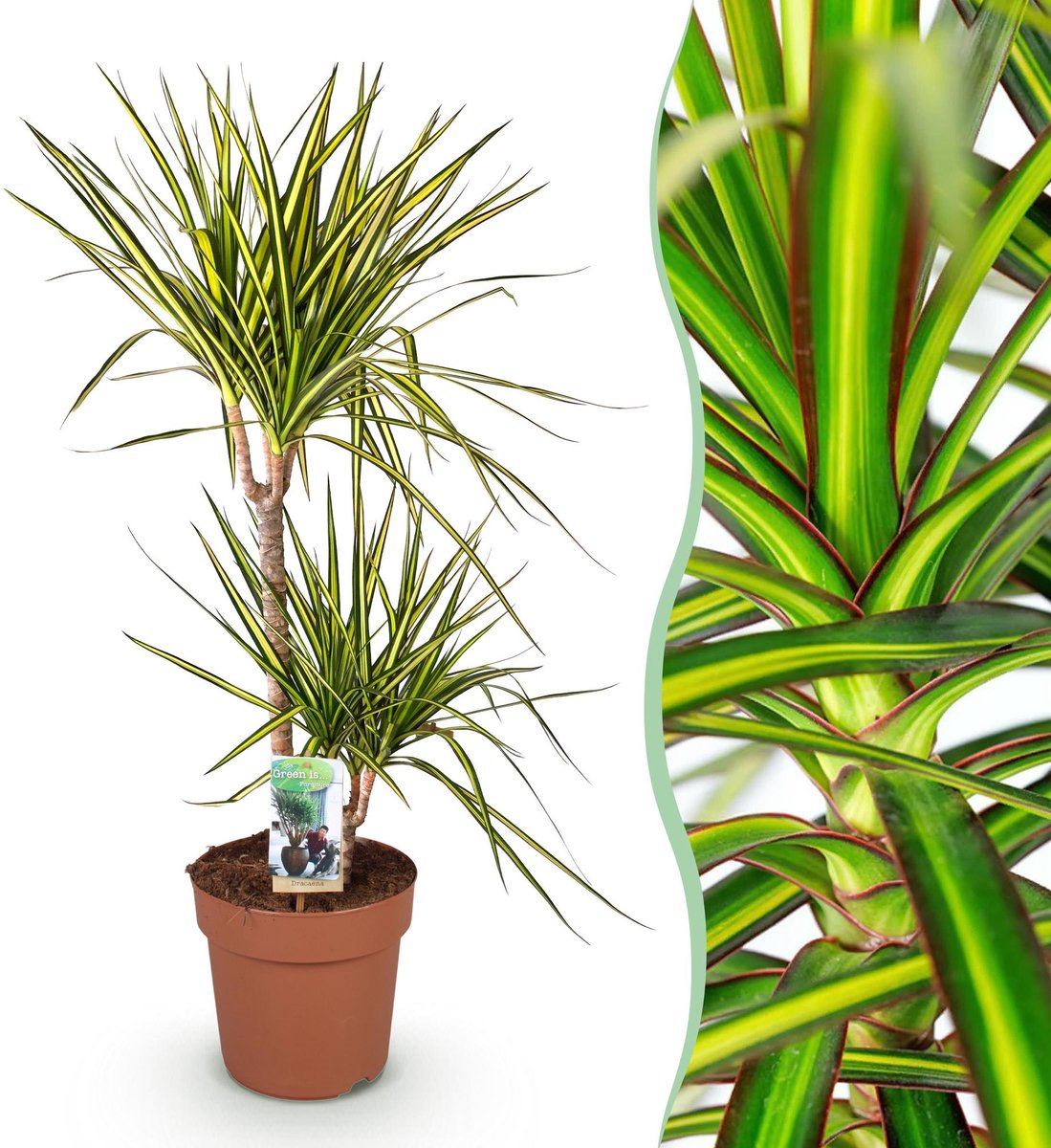 Green is... Kamerplanten - Dracaena Sunray - Drakenbloedboom - Weinig onderhoud - Groen - 1 Plant - Pot 21cm - Hoogte 90-100cm