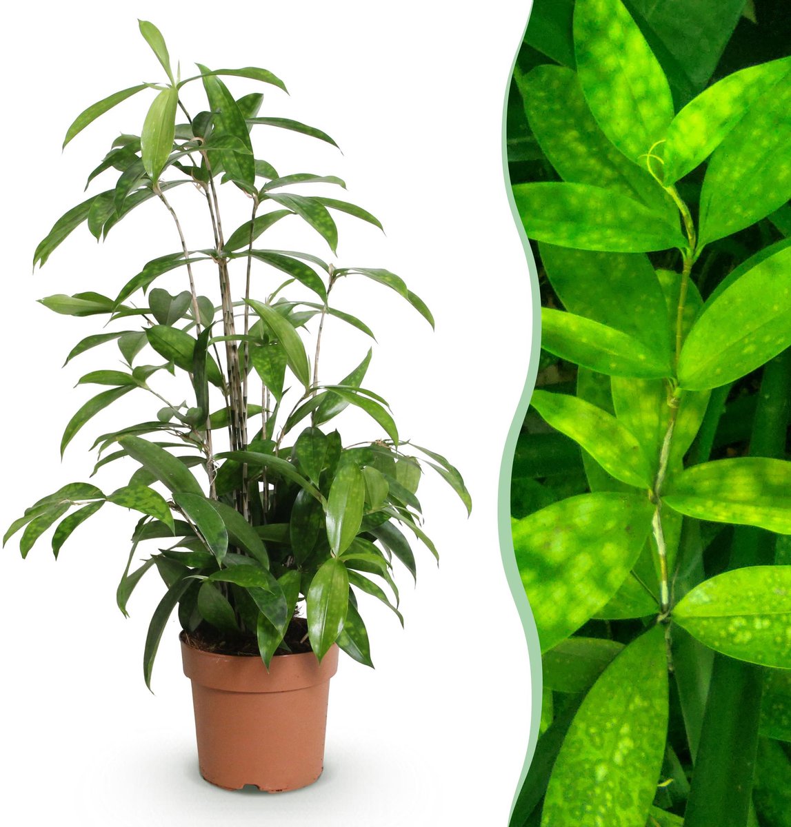 Green is... Kamerplanten - Dracaena surculosa - Drakenbloedboom - Weinig onderhoud - Groen - 1 Plant - Pot 17cm - Hoogte 60-70cm
