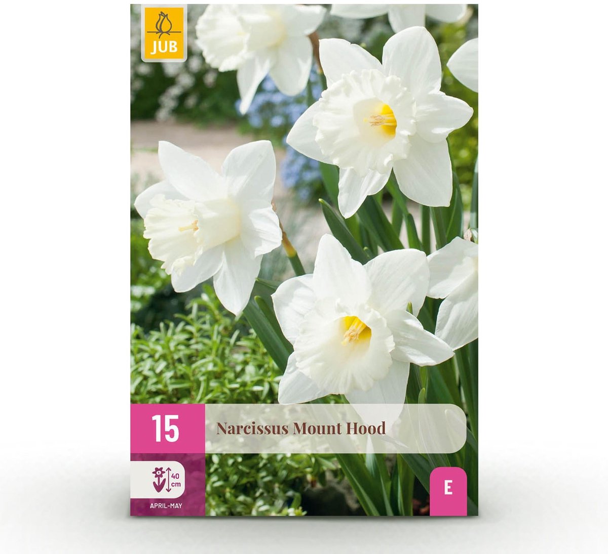 Bloembollen - Narcis Mount Hood - Kleur Wit - 15 stuks - Bolmaat 10/12 - XXL Pack