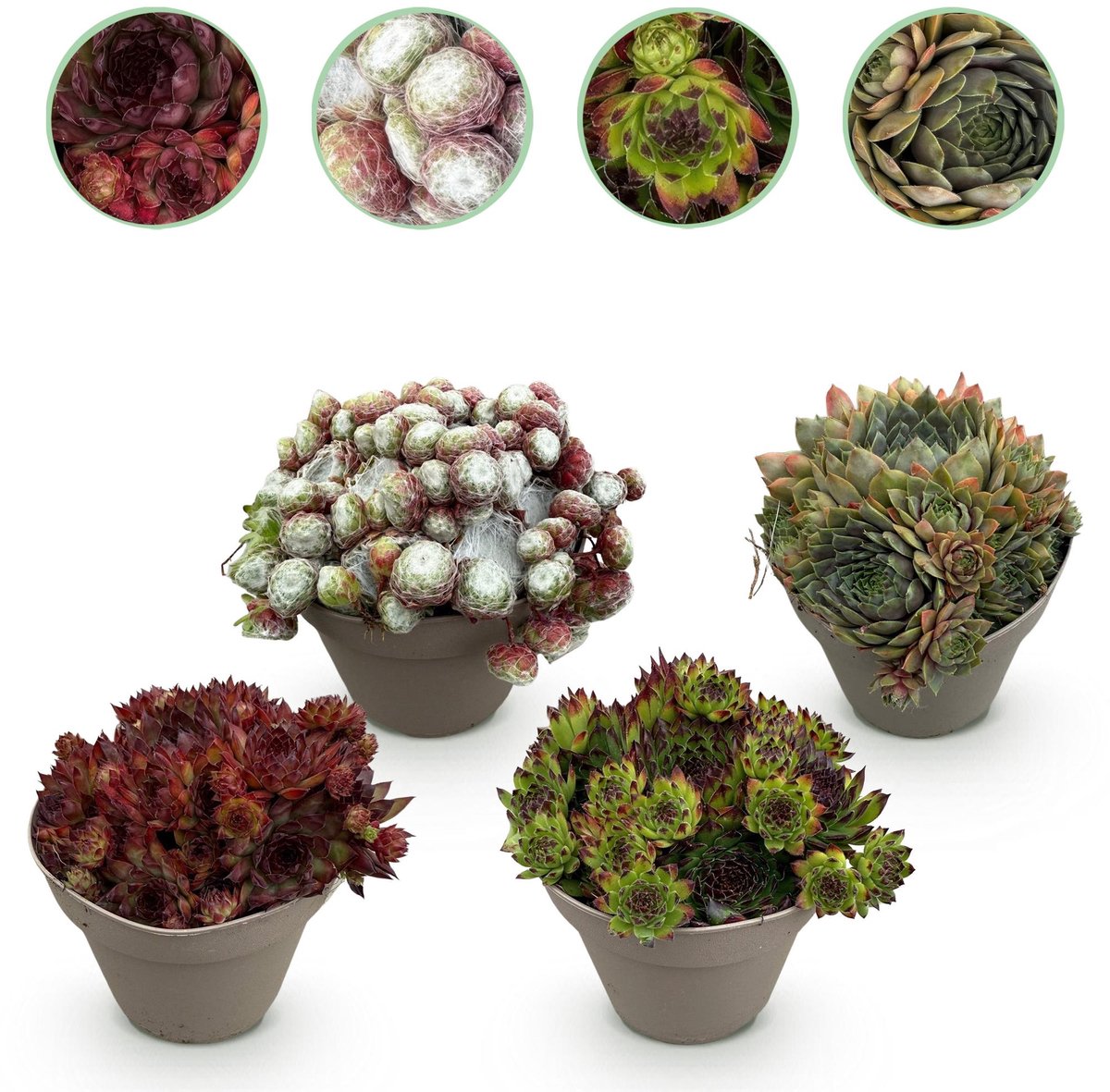 Bodembedekker - Winterhard -Sempervivum Big Sam - 4 Planten - Diversen kleuren - Weinig Onderhoud - Pot 14 Hoogte 17