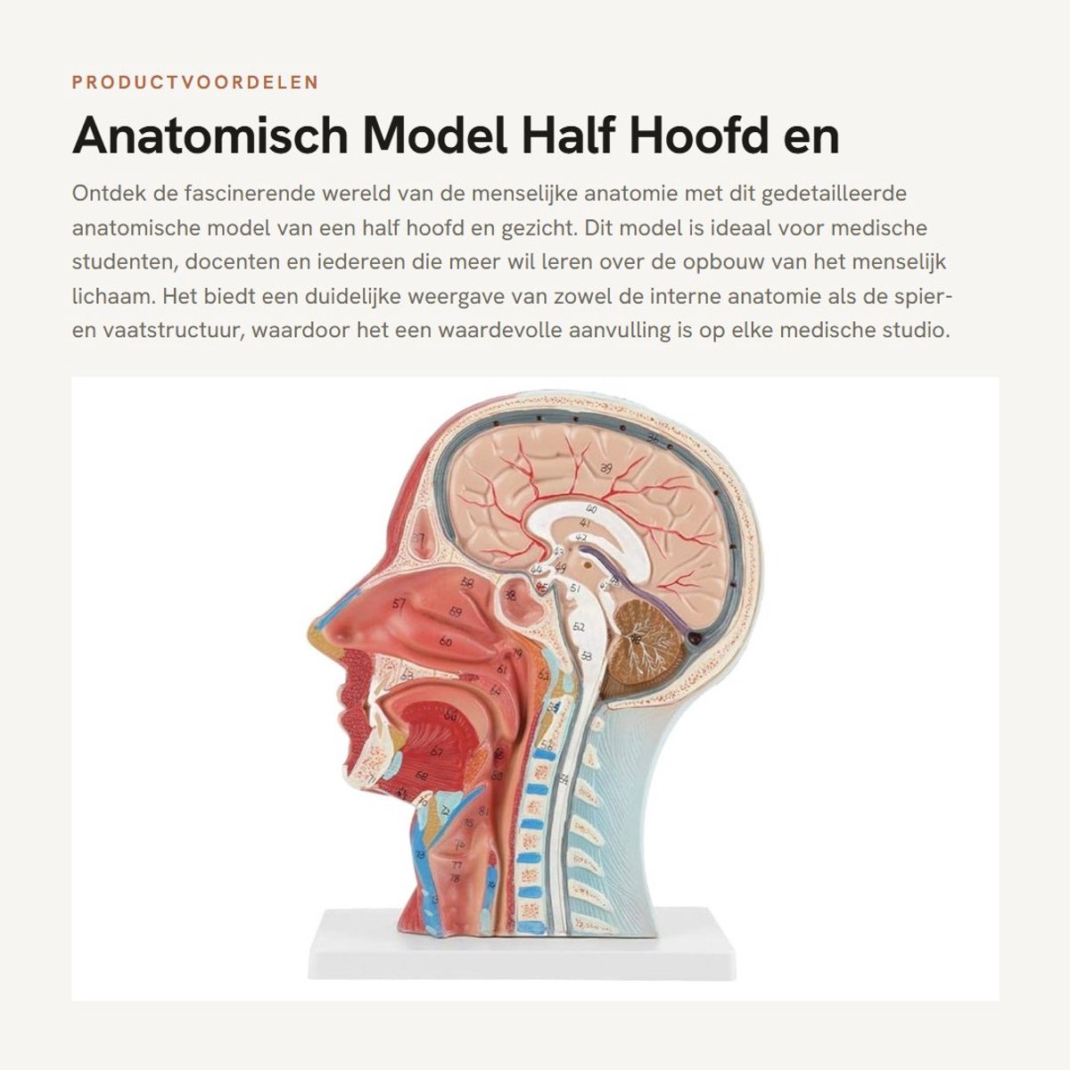 Dailygoods- Anatomisch Model - Halve Kop en Gezicht - Interne Anatomie - Spier/vasculaire Anatomie - PVC Kunststof - 27 x 20 x 10 cm - Menselijk Anatomiemodel