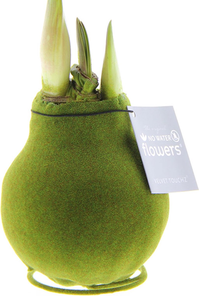 Wax Amaryllis Velvet Touchz Mosgroen | Prachtige Wax Amaryllis voor in huis |
