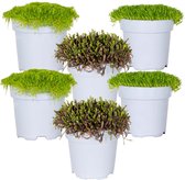 6x Match & Moss Mix - Forrest Green - Pine Green - Black - Buitenplant - Bodembedekker - ⌀13 cm - ↕10-15 cm