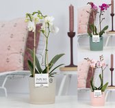Orchideeën van Botanicly – 3 × Vlinder orchidee – Hoogte: 40 cm, 2 takken – Phalaenopsis