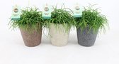 Cactussen van Botanicly – 3 × Rotskoraal in keramische pot als set – Hoogte: 25 cm – Rhipsalis Oasis