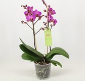 Orchidee van Botanicly – Vlinder orchidee – Hoogte: 45 cm, 1 tak – Phalaenopsis Multiflora Perceval