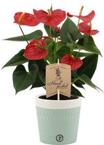 Kamerplant van Botanicly – Flamingoplant in twee toon keramiek pot als set – Hoogte: 36 cm – Anthurium Esudo