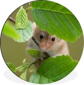 WallCircle - Wandcirkel - Muurcirkel - Dwergmuis - Jong - Bladeren - Aluminium - Dibond - ⌀ 90 cm - Binnen en Buiten