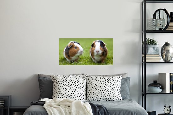 Stickers muraux - Film autocollant - Deux cochons d'Inde - 80x40 cm - Film adhésif - Stickers muraux chambre d'enfant - Papier peint autocollant - Papier peint autocollant - Film autocollant
