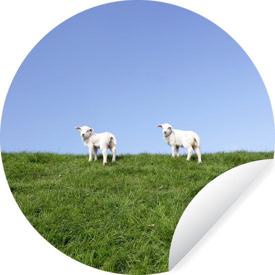 Deux agneaux debout sur une digue d'herbe Wall Circle papier peint autocollant 50x50 cm / cercle papier peint / cercle mural / cercle vivant - auto-adhésif et coupe ronde