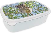 Broodtrommel Wit - Lunchbox - Brooddoos - Koala - Bladeren - Lucht - Kinderen - Jongens - Meiden - 18x12x6 cm - Volwassenen