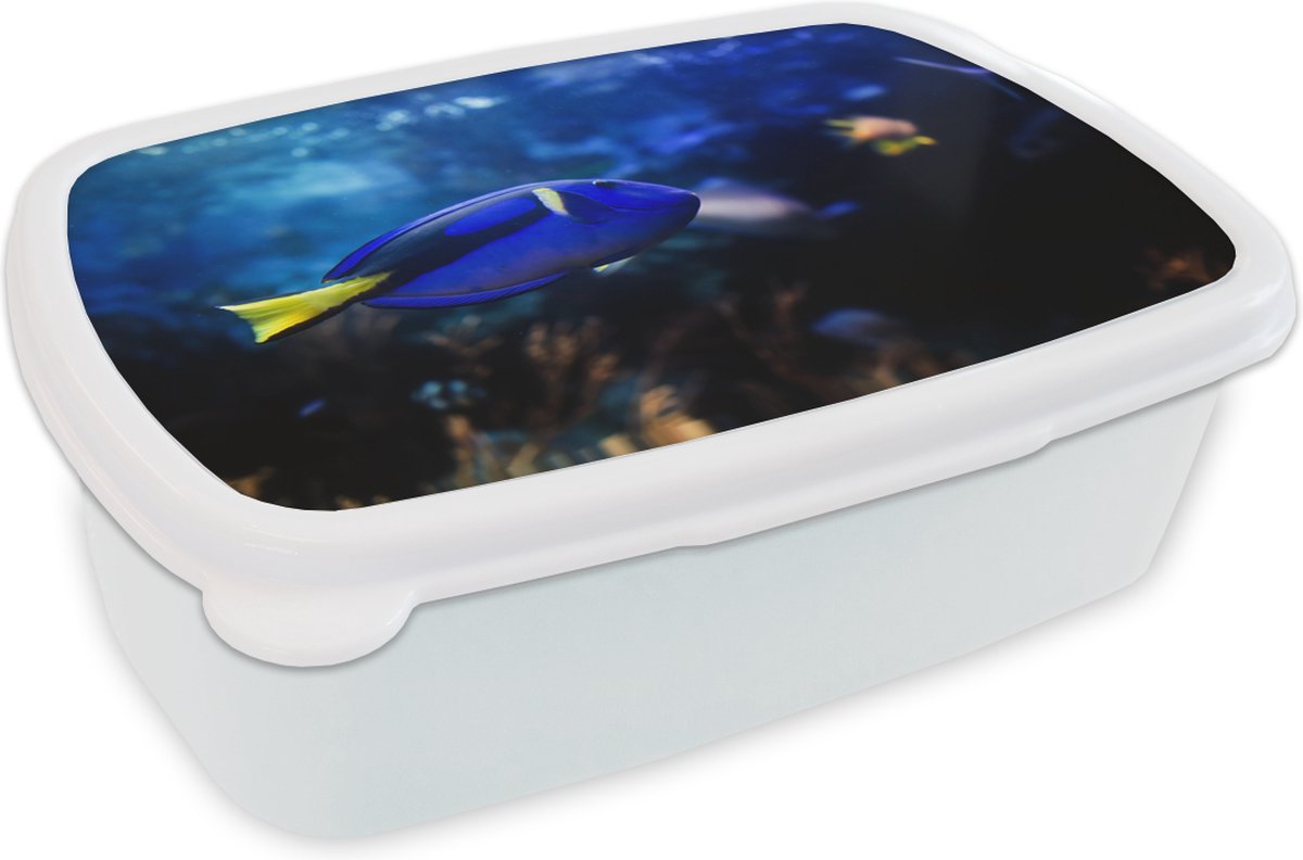 Broodtrommel Wit - Lunchbox - Brooddoos - Blauwe vis in aquarium - 18x12x6 cm - Volwassenen