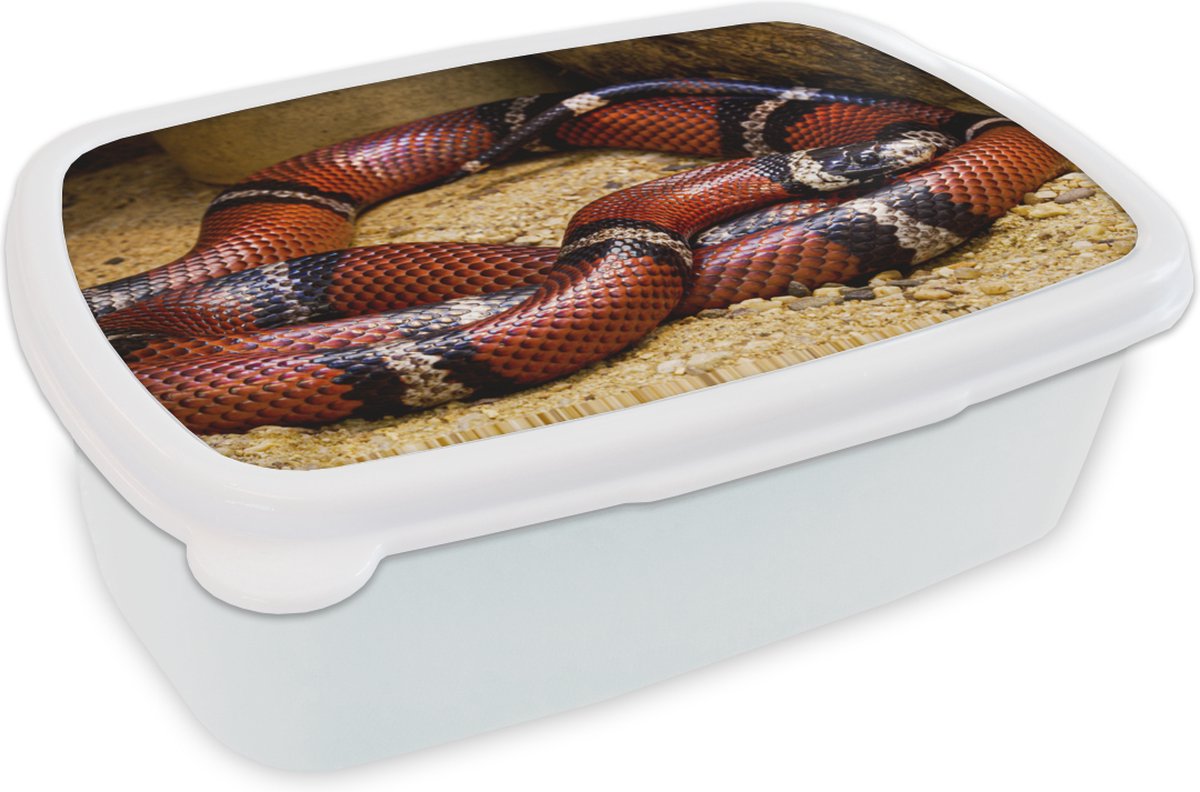 Broodtrommel Wit - Lunchbox - Brooddoos - Slang - Zand - Rood - 18x12x6 cm - Volwassenen