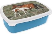 Broodtrommel Blauw - Lunchbox - Brooddoos - Paarden - Veulen - Bloemen - 18x12x6 cm - Kinderen - Jongen