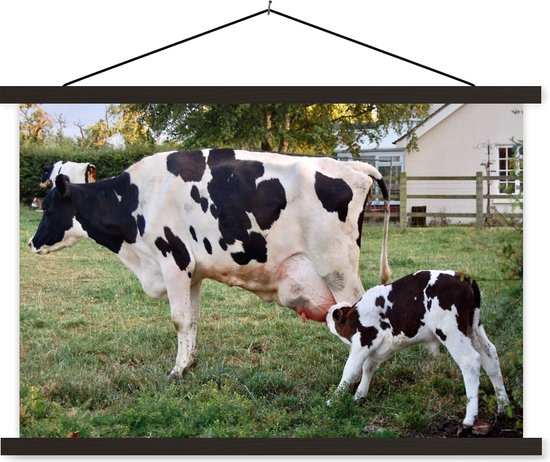 Une vache frisonne noir et blanc avec un jeune veau buvant aux