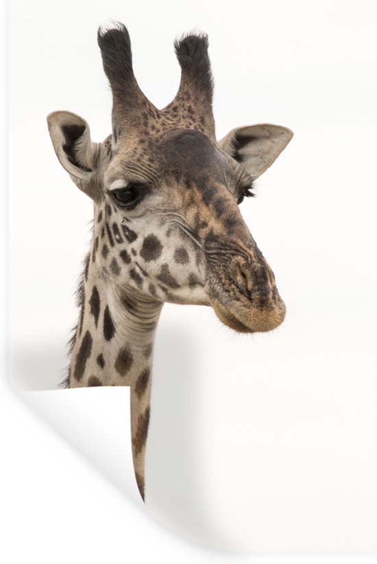 Sticker Muursticker Girafe - girafe - 80x120 cm - film adhésif autocollant - sticker mural repositionnable