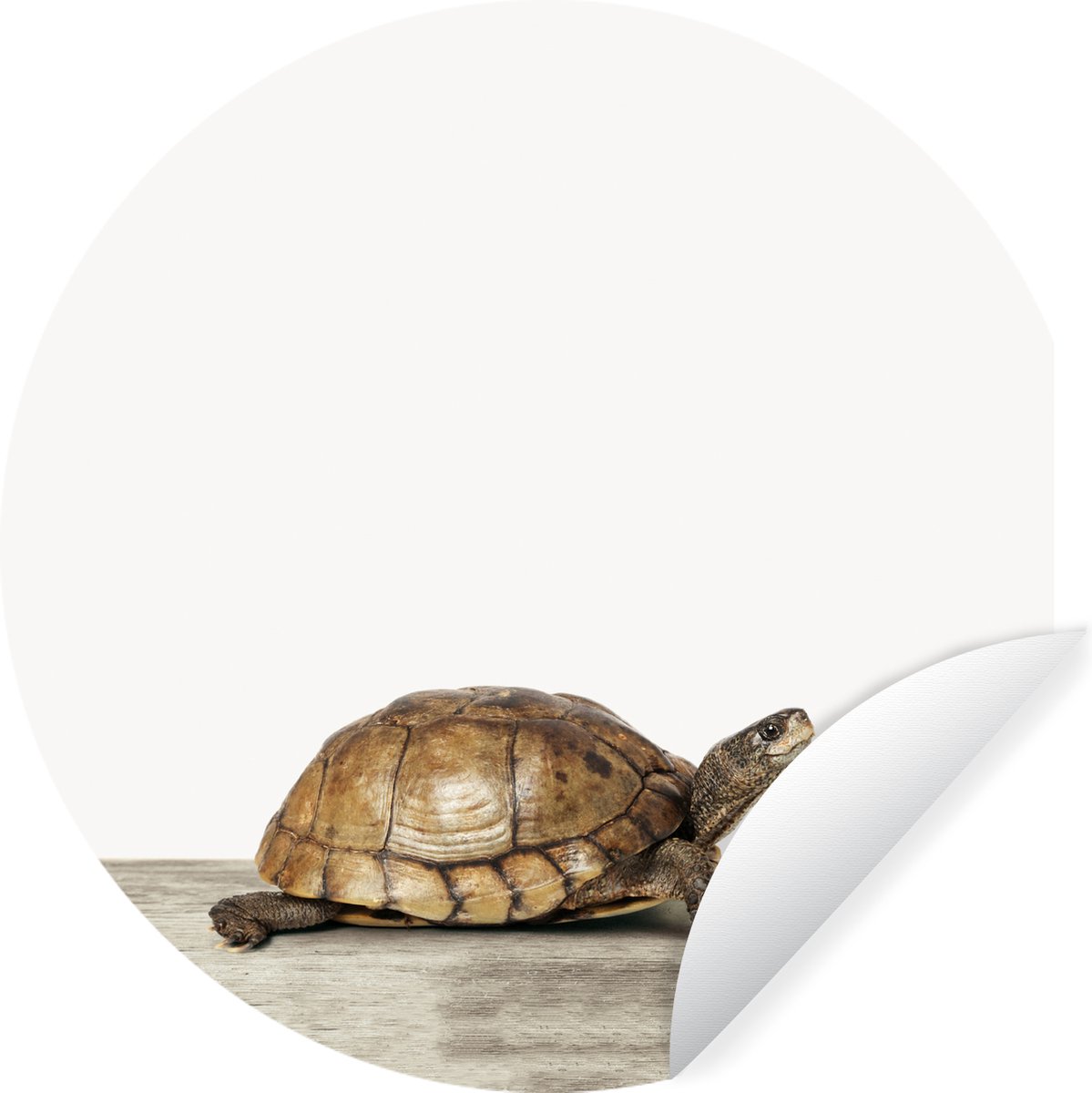 WallCircle® - Behangcirkel 120x120 cm - Muurstickers Dieren - Schildpad - Wit - Muurcirkel woonkamer - Wandcirkel slaapkamer - Kamer decoratie zelfklevend - Muurdecoratie accessoires XXL