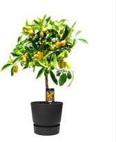Fruitgewas van Botanicly – Citrus Kumquat in zwart ELHO plastic pot als set – Hoogte: 85 cm
