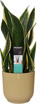 Hellogreen Kamerplant - Sansevieria Night Shade - 55 cm - ELHO sierpot Vibes Fold Round Botergeel