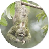 Muismat - Mousepad - Rond - Een luiaard hangt in de bomen op de kop - 30x30 cm - Ronde muismat