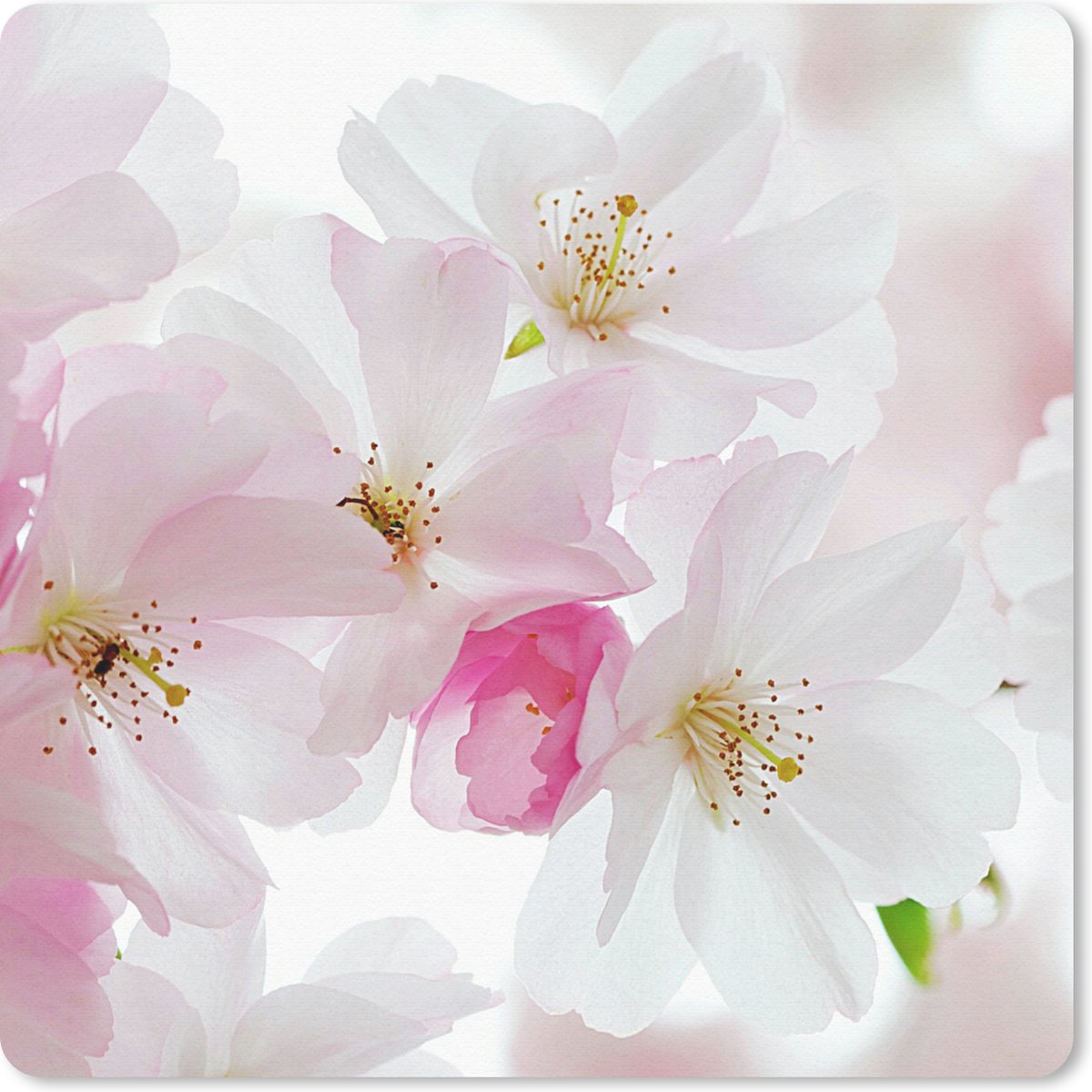 Muismat 30x30 cm - Mousepad Kersen - Bloesem - Bloemen - Muismatten