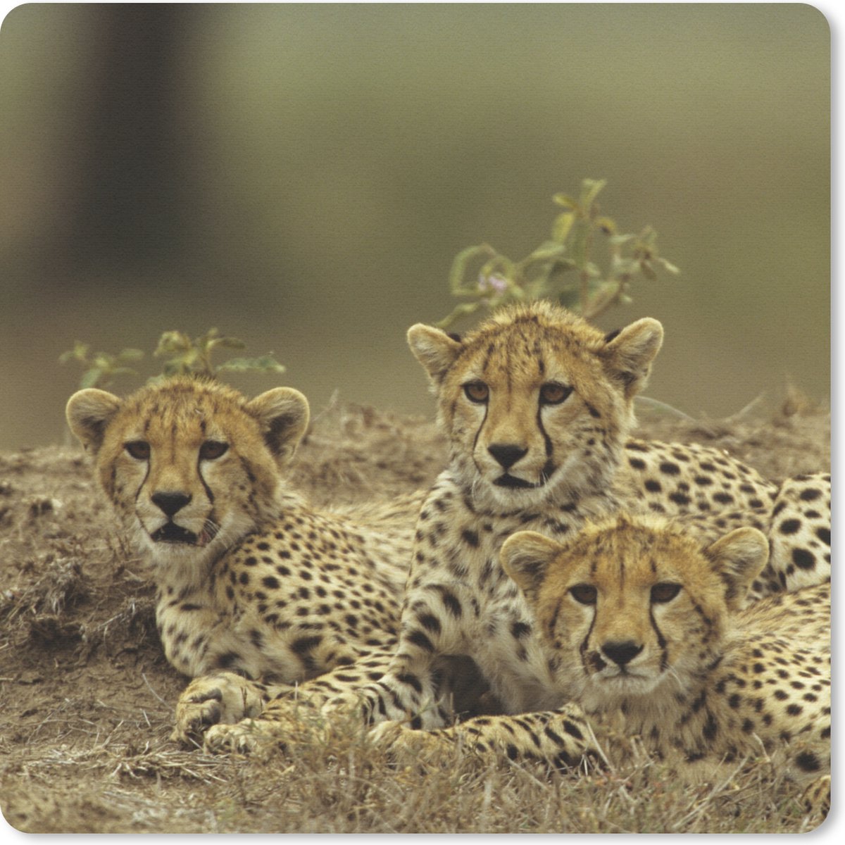 Muismat 20x20 cm - Mousepad Jonge cheetah welpen - Muismatten