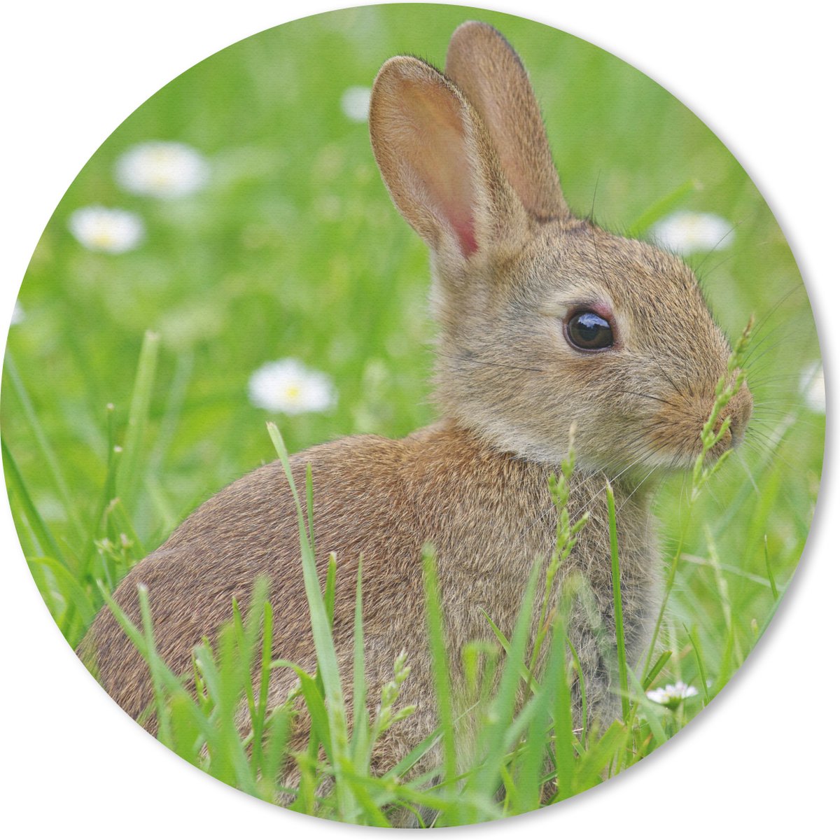 Muismat rond 50x50 cm - Mousepad Konijn - Bloemen - Gras - Ronde muismatten
