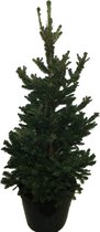 Mama's Planten - Picea Abies - Fijnspar - Will's Zwerg - Kerstboom- ↨ 90cm - ⌀ 30cm