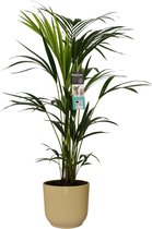 FloriaFor - Kentia Palm In ELHO Sierpot Vibes Fold (botergeel) - - ↨ 100cm - ⌀ 22cm