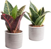 Mama's Planten - Duo Sansevieria In Laos Keramiek (grijs) - Vers Van De Kweker- ↨ 15cm - ⌀ 10cm