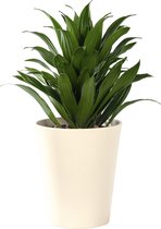 Plant in hydrocultuur systeem van Botanicly: Drakenboom met weinig onderhoud – Hoogte: 35 cm – Dracaena derem. Janet Craig