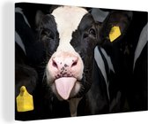 Gros plan d'un joli veau de la vache frisonne Toile 90x60 cm - Tirage photo sur toile (Décoration murale salon / chambre) / Animaux de la ferme Peintures sur toile