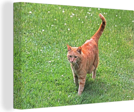 Tomcat rouge dans l'herbe Toile 60x40 cm - Tirage photo sur toile (Décoration murale salon / chambre) / Peintures sur toile Animaux
