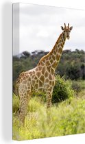 Girafe dans la nature Toile 60x80 cm - Tirage photo sur toile (Décoration murale salon / chambre) / Peintures sur toile animaux