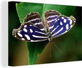 Canvas Schilderij Blauwe Golf vlinder - 30x20 cm - Wanddecoratie