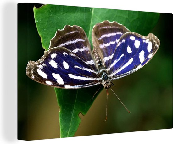 Canvas Schilderij Blauwe Golf vlinder - Wanddecoratie